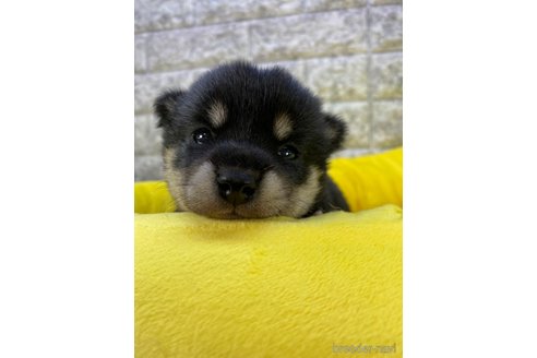 成約済の茨城県の柴犬-263247の1枚目