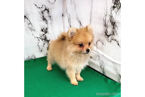成約済の茨城県のポメラニアン-255183の9枚目