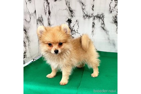 成約済の茨城県のポメラニアン-255183の8枚目