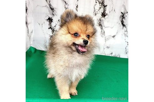 成約済の茨城県のポメラニアン-255189の45枚目
