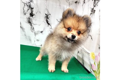 成約済の茨城県のポメラニアン-255189の44枚目
