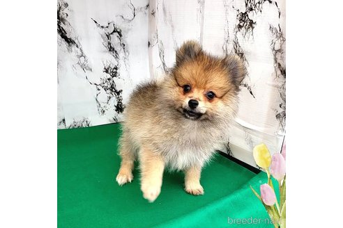 成約済の茨城県のポメラニアン-255189の42枚目