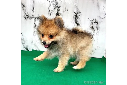 成約済の茨城県のポメラニアン-255189の41枚目