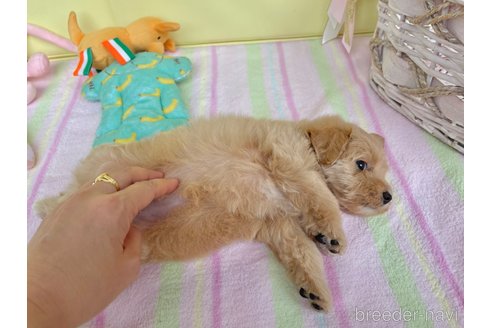 成約済の新潟県のマルプー:マルチーズ×トイプードル-261842の16枚目