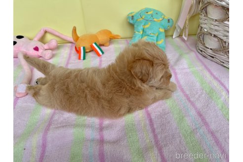 成約済の新潟県のマルプー:マルチーズ×トイプードル-261842の15枚目