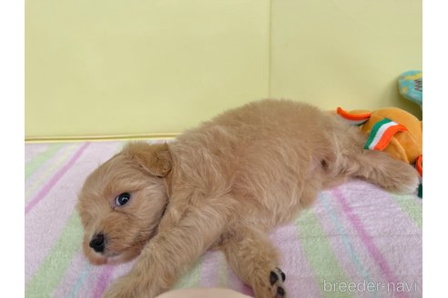 成約済の新潟県のマルプー:マルチーズ×トイプードル-261842の12枚目