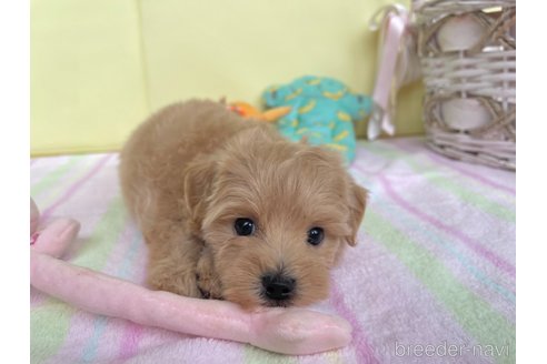 成約済の新潟県のマルプー:マルチーズ×トイプードル-261842の9枚目