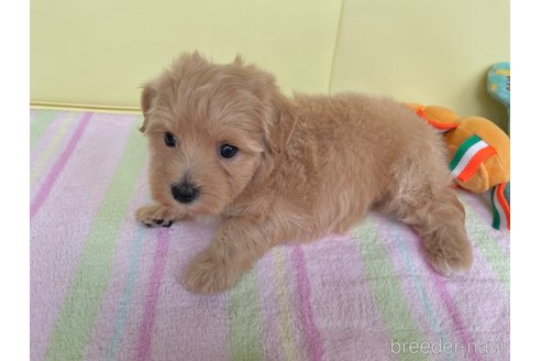 成約済の新潟県のマルプー:マルチーズ×トイプードル-261842の5枚目