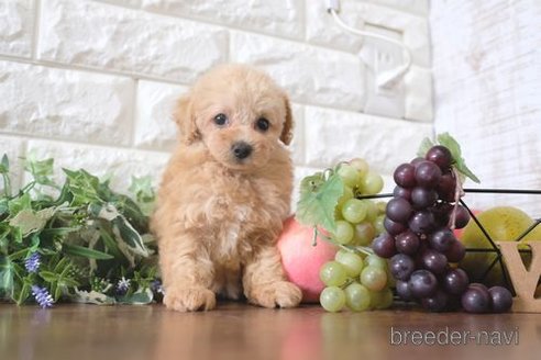 成約済の滋賀県のトイプードル-260329の1枚目