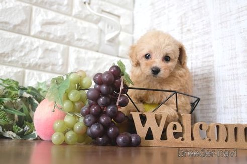 成約済の滋賀県のトイプードル-260329の4枚目