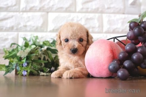 成約済の滋賀県のトイプードル-260329の3枚目