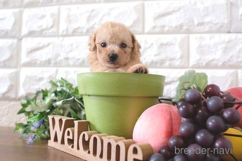 成約済の滋賀県のトイプードル-260329の2枚目