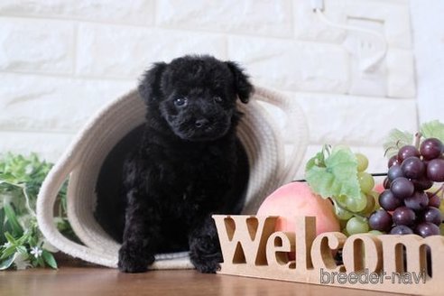 成約済の滋賀県のトイプードル-260337の1枚目