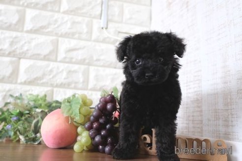 成約済の滋賀県のトイプードル-260337の4枚目