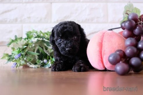 成約済の滋賀県のトイプードル-260337の3枚目