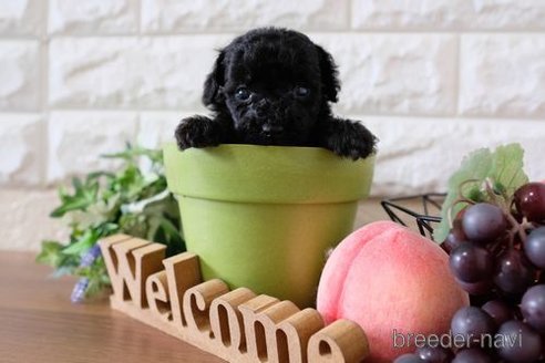 成約済の滋賀県のトイプードル-260337の2枚目