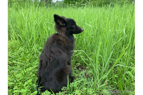 成約済の東京都のミックス犬-234763の14枚目