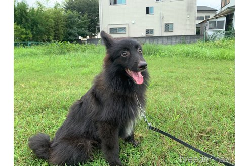 成約済の東京都のミックス犬-234763の18枚目