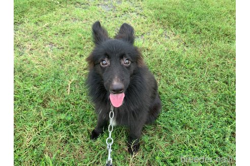 成約済の東京都のミックス犬-234763の16枚目