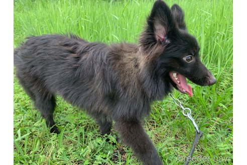 成約済の東京都のミックス犬-234763の15枚目