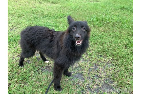 成約済の東京都のミックス犬-234763の14枚目