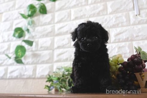 成約済の滋賀県のトイプードル-260341の1枚目