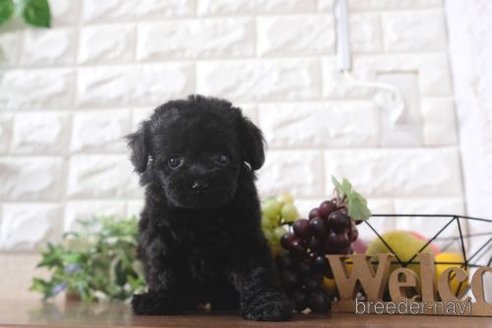 成約済の滋賀県のトイプードル-260341の4枚目