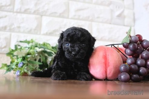 成約済の滋賀県のトイプードル-260341の3枚目