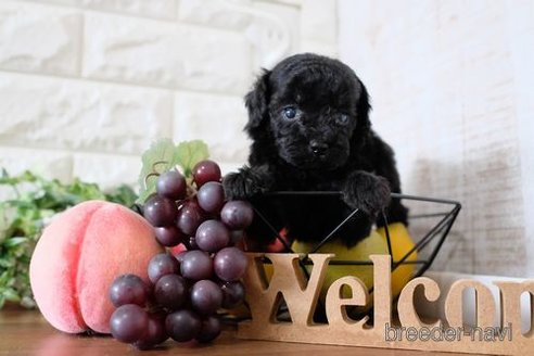 成約済の滋賀県のトイプードル-260341の2枚目