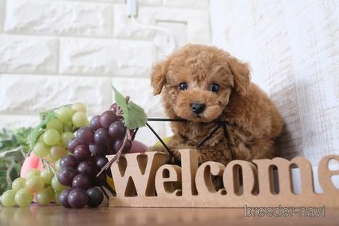 成約済の滋賀県のトイプードル-260357の1枚目