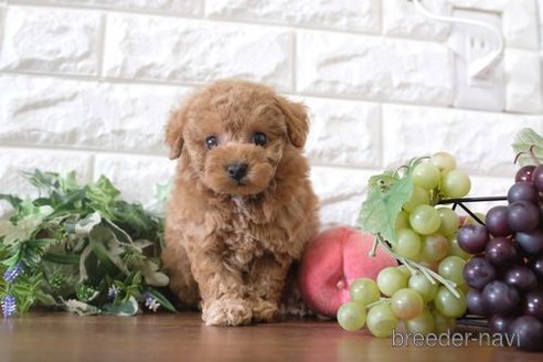 成約済の滋賀県のトイプードル-260357の4枚目