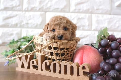 成約済の滋賀県のトイプードル-260357の3枚目