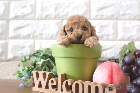 成約済の滋賀県のトイプードル-260357の2枚目