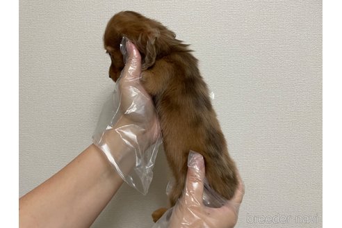 成約済の東京都のミニチュアダックスフンド(ロングヘアード)-262774の3枚目