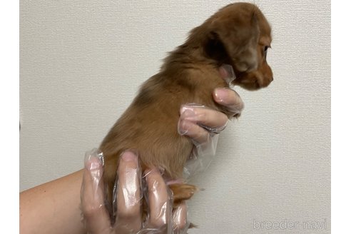 成約済の東京都のミニチュアダックスフンド(ロングヘアード)-262774の4枚目