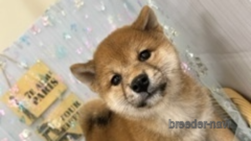 成約済の北海道の柴犬-261917の5枚目