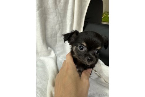 成約済の岡山県のチワワ(ロングコート)-263404の3枚目