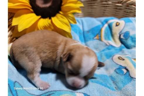 成約済の千葉県のチワワ(ロングコート)-260981の9枚目