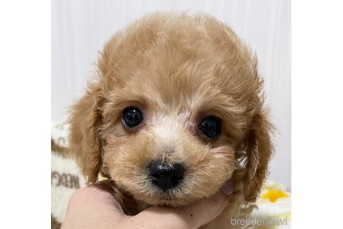 成約済の岡山県のトイプードル-258922の14枚目