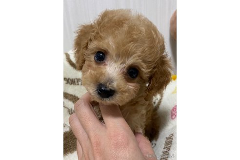 成約済の岡山県のトイプードル-258922の13枚目