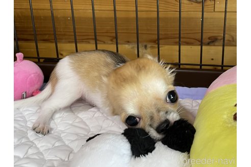 成約済の栃木県のチワワ(ロングコート)-251913の4枚目