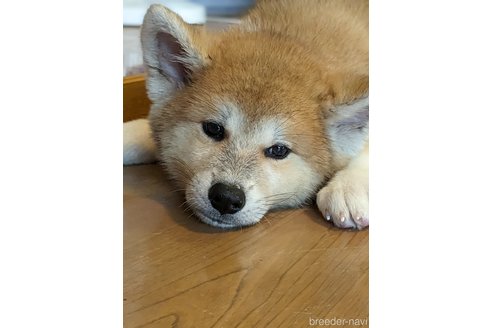 販売中の滋賀県の秋田犬-257425