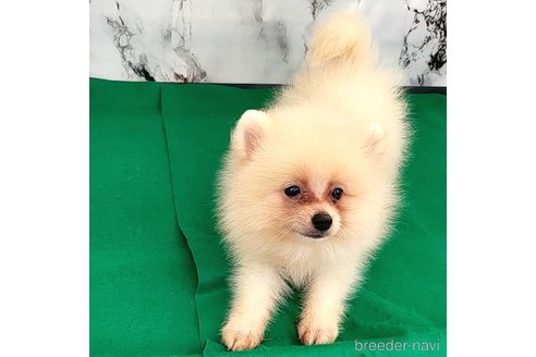 成約済の茨城県のポメラニアン-257211の47枚目