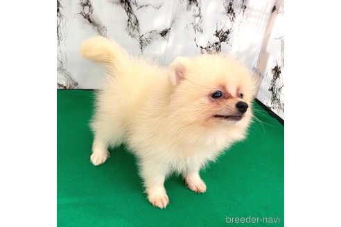 成約済の茨城県のポメラニアン-257211の48枚目