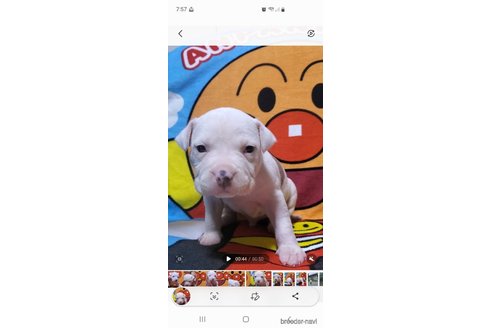 販売中の福岡県のアメリカンピットブルテリア-263472