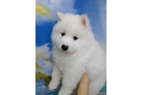 成約済の千葉県のサモエド-263507の1枚目