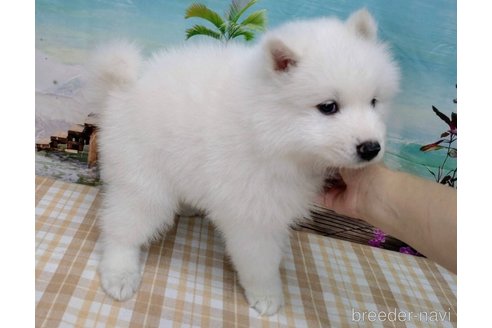 成約済の千葉県のサモエド-263507の4枚目