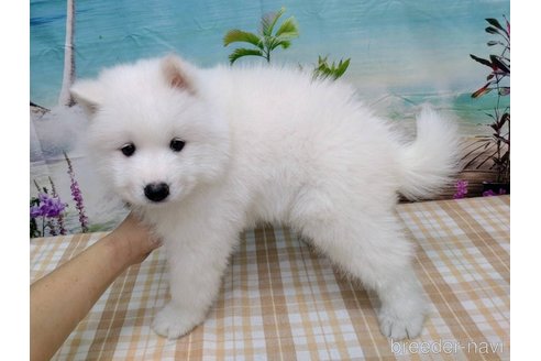成約済の千葉県のサモエド-263507の5枚目