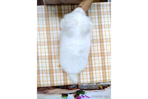 成約済の千葉県のサモエド-263514の2枚目