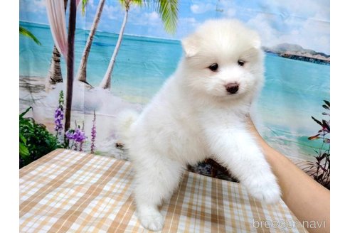 成約済の千葉県のサモエド-263514の4枚目